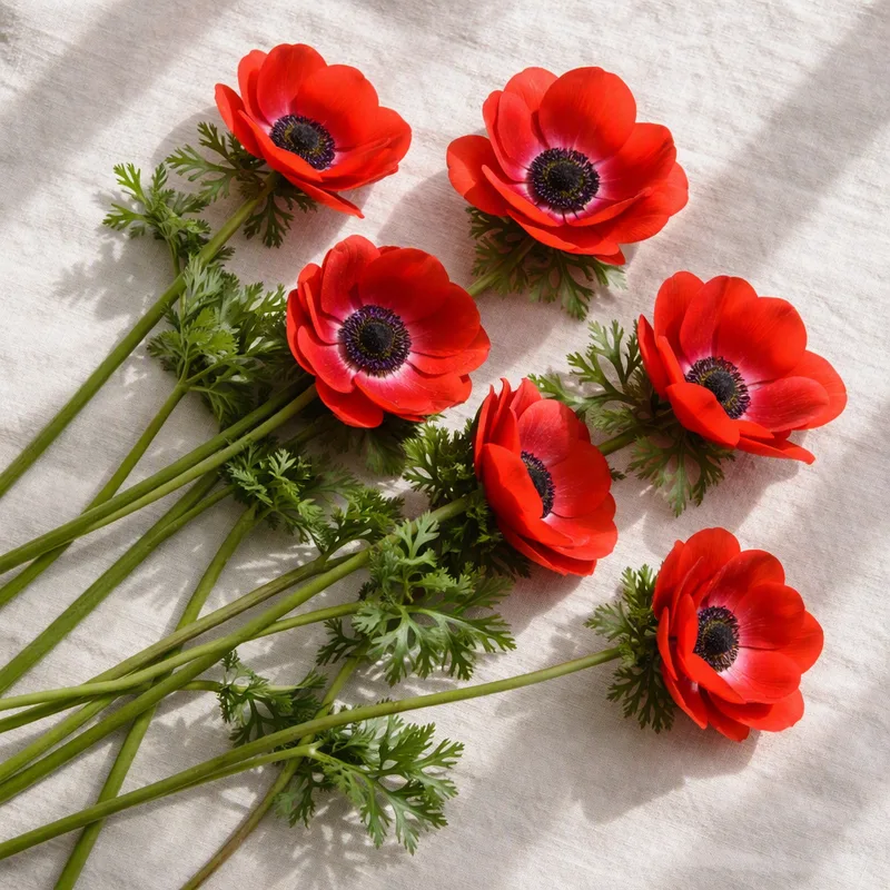Anemone – klassisk – bilde 4