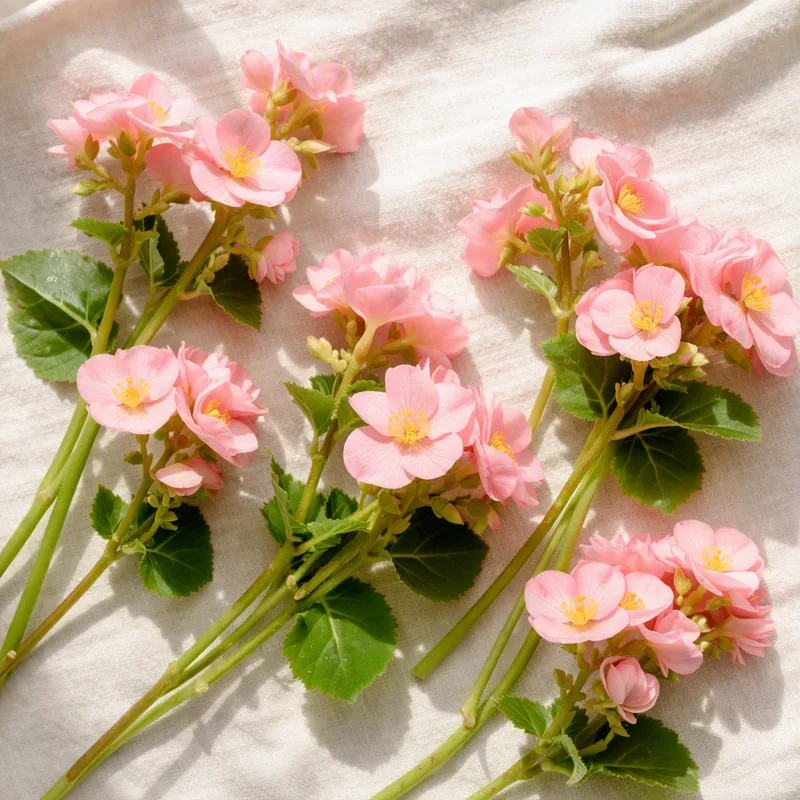 Begonia – rosa – bilde 4