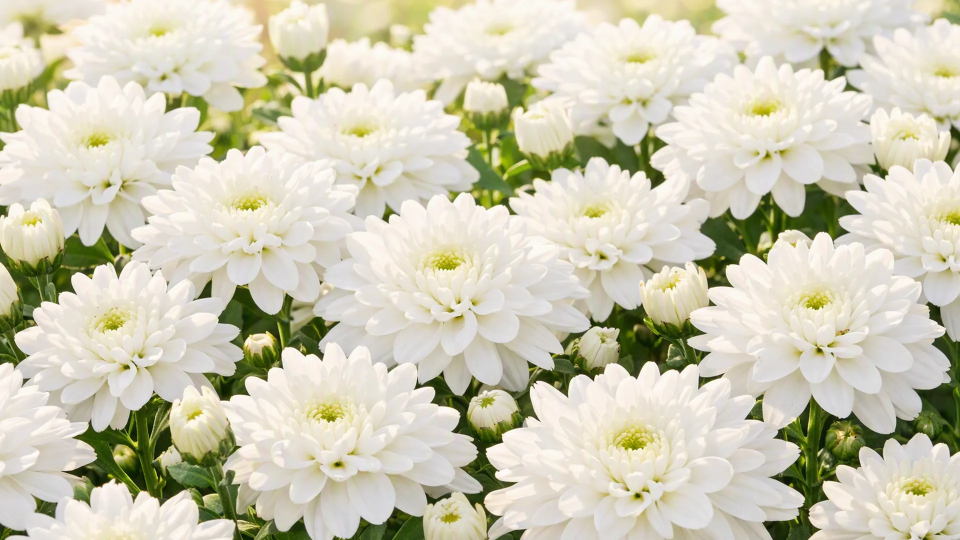 Snittblomster som holder lengst i vase