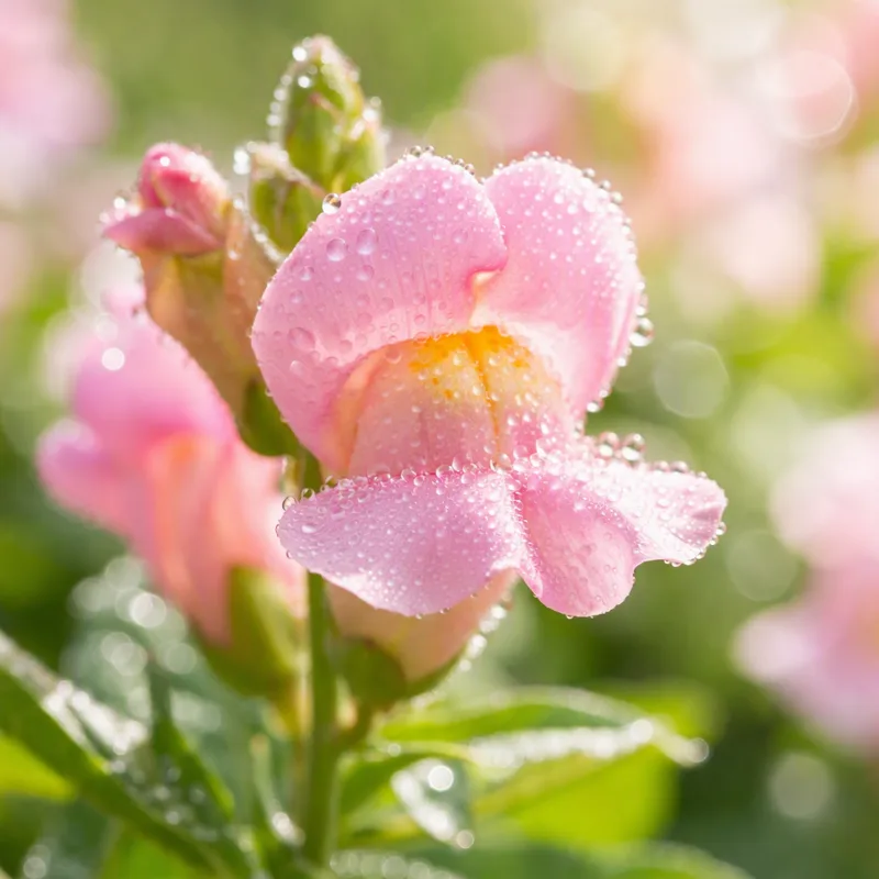 Løvemunn – rosa