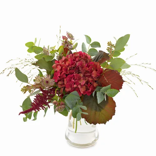 Høstrød hortensia
